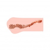 Мастурбатор-вагина Monica без вибрации - KOKOS - в Пушкино купить с доставкой